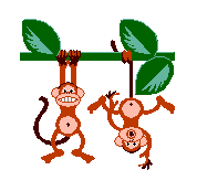 image: monkeys
